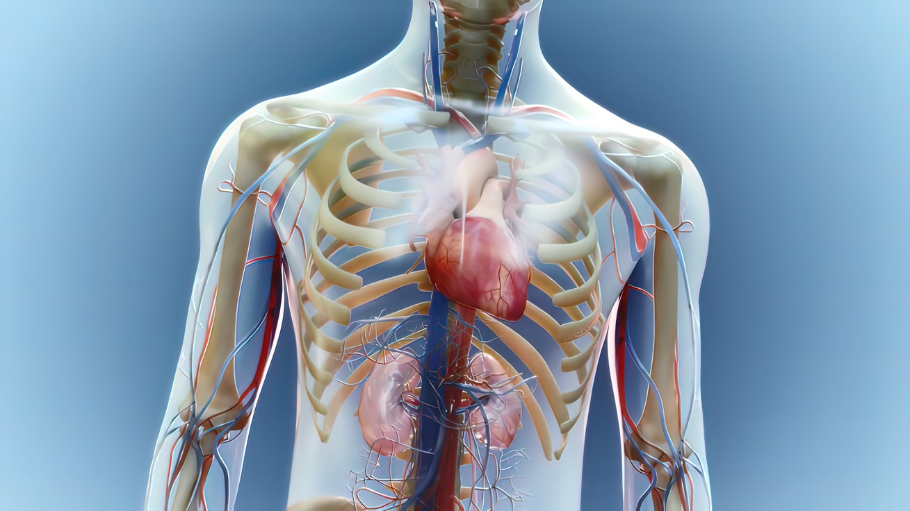 Verschijnselen hartinfarct mannen: hoe herken je ze?